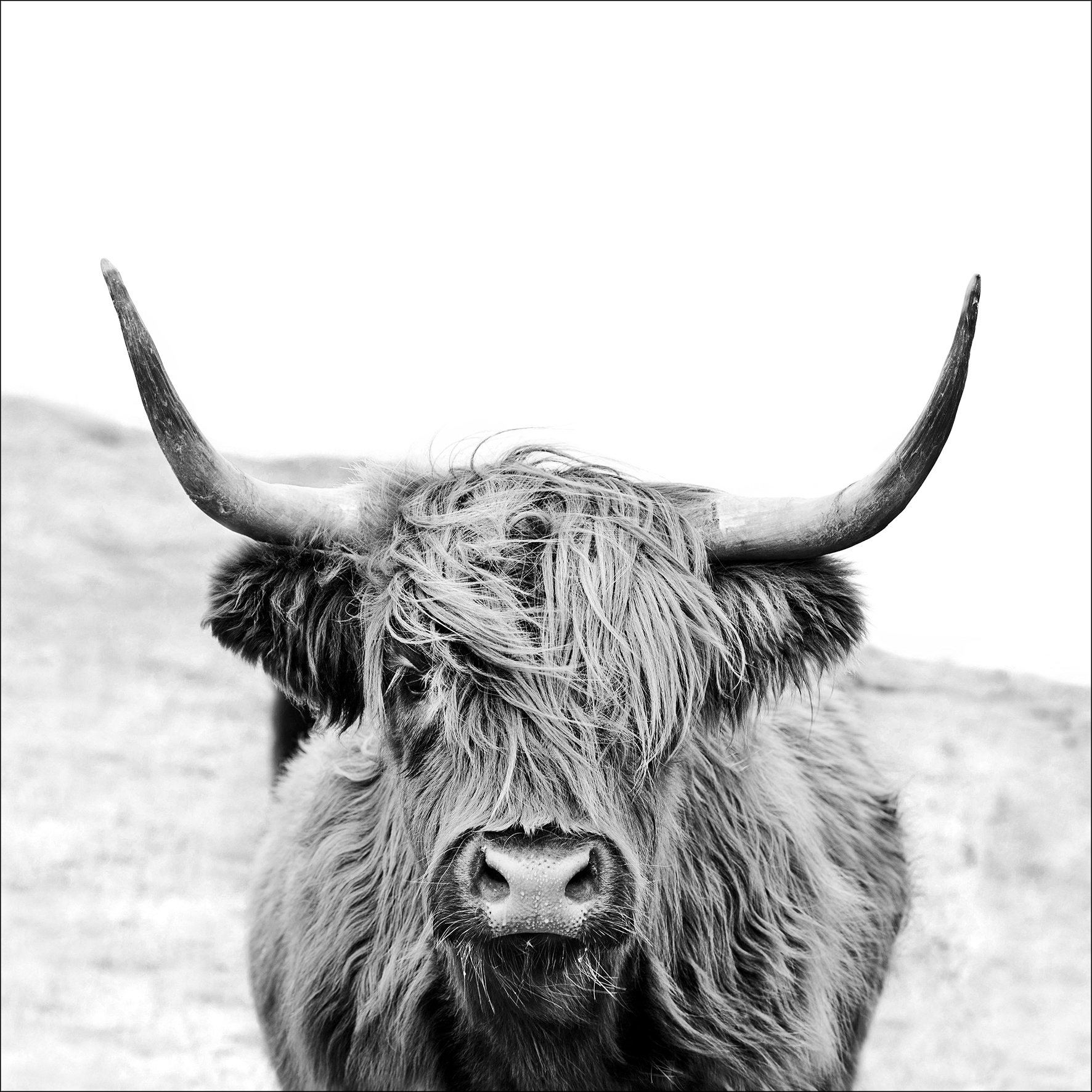 PRO ART Canvas-Art Junges Wohnen 30x30cm Scottish Highland Cattle