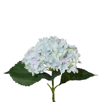 Gasper Hortensie in Farbe Blau