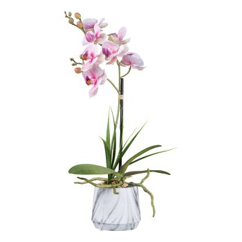 Gasper Orchidee im Melaminetopf in Farbe Rosa