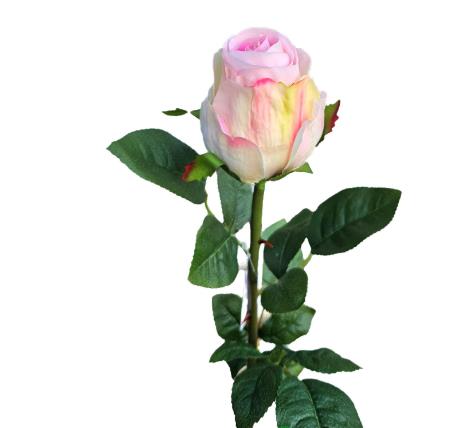 Andreas Kolumbianische Rose,75cm,SFT in 