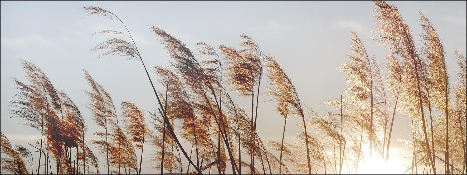 ProArt Glas-Art 80x30cm Dried Fiber II